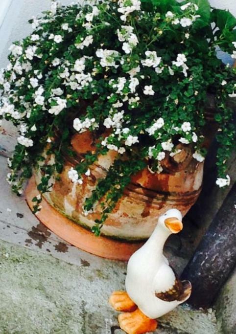 Papere E Tulipani Daire