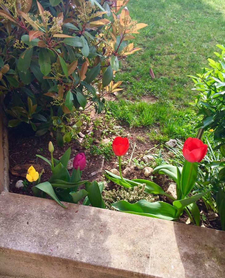Papere E Tulipani Daire